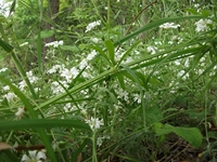 nte Rinatu-20110615 053
